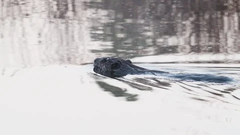 Beaver Swims by Stock Footage 269236203