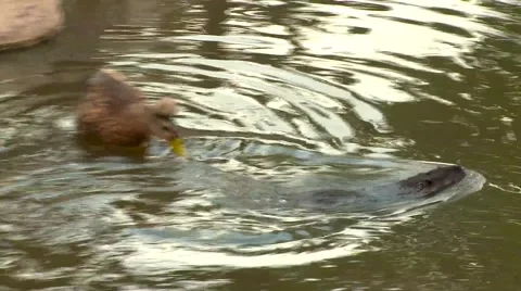 A beaver swims in a pond with ducks Video stock 55772826