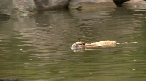 A beaver swims in a pond with ducks Video stock 55773091
