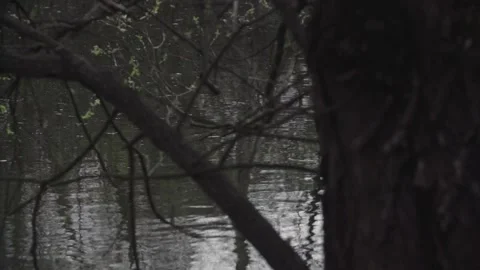 Beaver swims on the pond Stock Footage 145770307