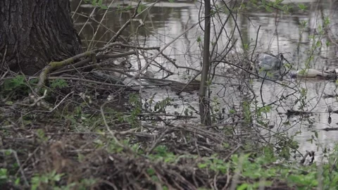 Beaver swims on the pond Stock Footage 145770381
