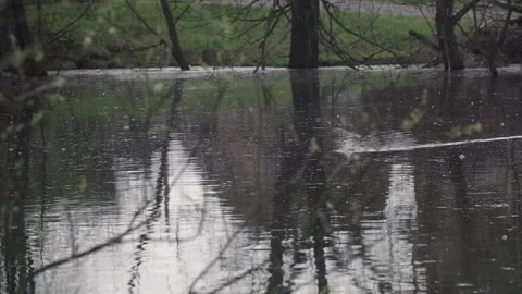 Beaver swims on the pond Video stock 145770393