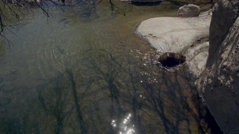 Beaver swims in pond, overhead view, then climbs small stream, 4k Stock Footage 241266215