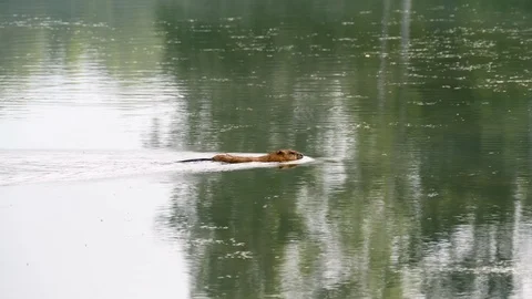 Beaver swims in the river Stock Footage 111693644