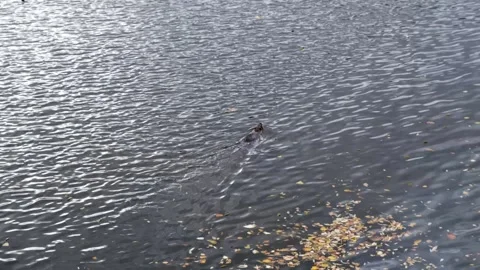 Beaver Swims In The River Video stock 260834446