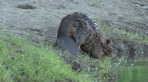 BEAVER SWIMS TOWARD Video stock 66687320