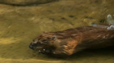 Beaver Swims Underwater Vídeo Stock 11241702