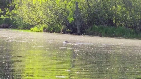Beaver tail slap Stock Footage 314290318