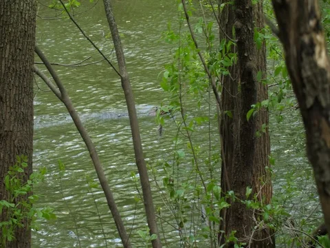 Beaver tail slap warning Video stock 76437084