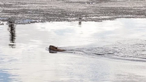Beaver tail slapping in half frozen lake Video stock 79080921