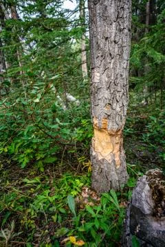 Beaver teeth marks in Pine tree trunk cut in Denali national park Stock Photos