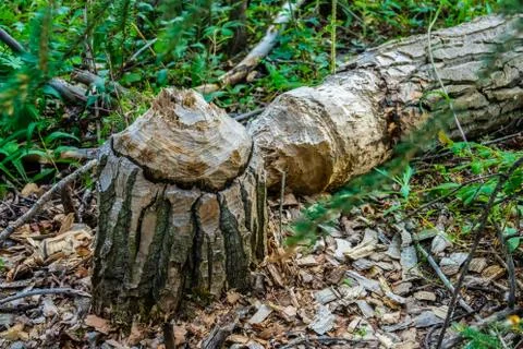 Beaver teeth marks in Pine tree trunk cut in Denali national park Stock Photos