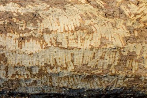 Beaver teeth marks on a tree trunk Stock Photos