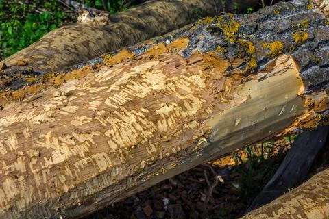 Beaver teeth marks on a tree trunk Stock Photos