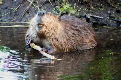 Beaver in the Tetons Stock Photos