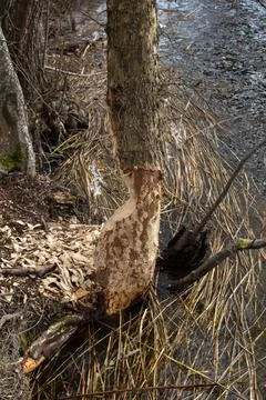 Beaver tracks on a tree Stock Photos