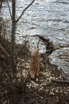 Beaver tracks on a tree Stock Photos