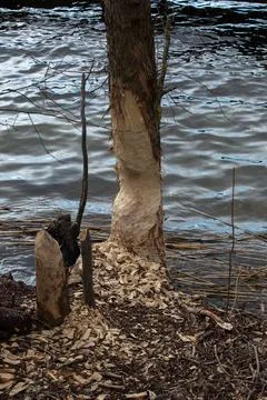 Beaver tracks on a tree Stock Photos