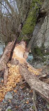 Beaver tree damage done in the forest near Viroinval, Wallonia, Belgium. Stock Photos