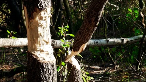 Beaver Tree Damage Stock Footage 80786549