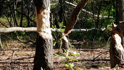 Beaver Tree Damage Stock Footage 80786850