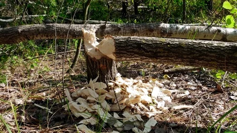 Beaver Tree Damage 库存影片 80787216