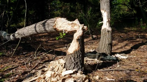 Beaver Tree Damage 库存影片 80787749