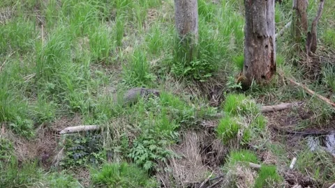 Beaver walking and sniffing on grass Stock Footage 230167910
