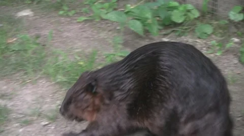 Beaver walking away Video stock 8576532