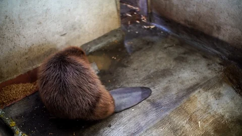 The Beaver walking in the reserve Stock Footage 108726319