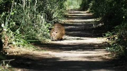 Beaver walking on a trail in 4k Stock Footage 95086060