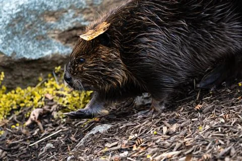 Beaver Walking on Wood Chips Stock Photos