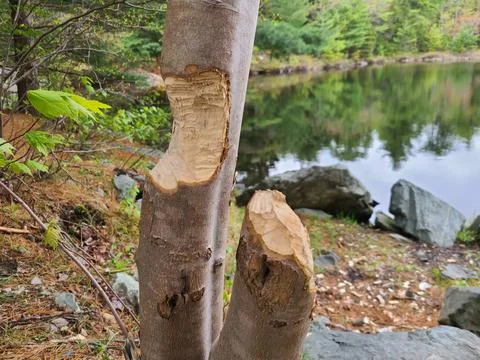 Beaver was Here! Stock Photos