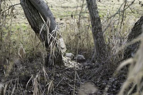 A beaver was at work here again. Stock Photos