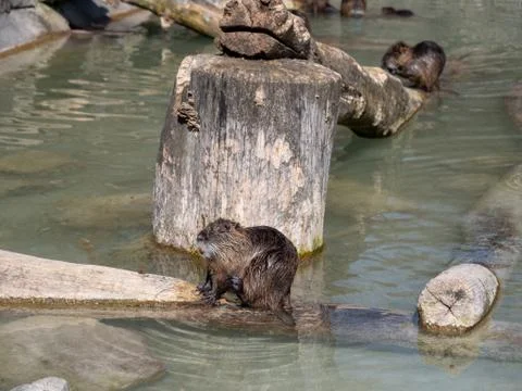 Beaver is washing Stock Photos