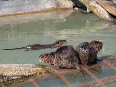 Beaver is washing Stock Photos