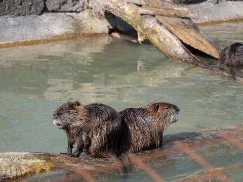 Beaver is washing Foto stock
