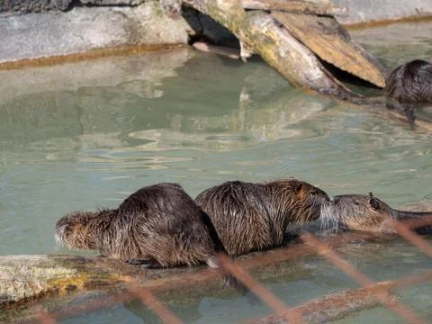 Beaver is washing Foto stock