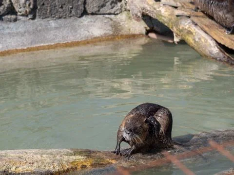 Beaver is washing Foto stock