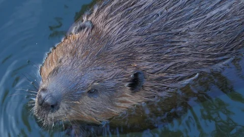 Beaver in water 4K Video stock 97372047