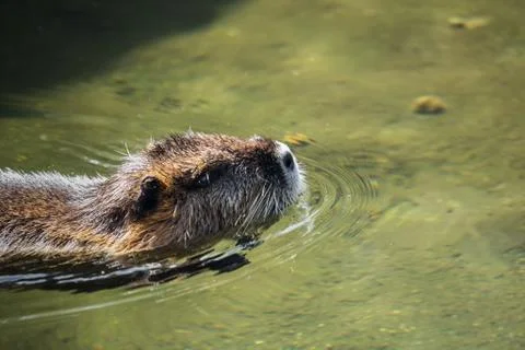 A beaver by the water Foto stock