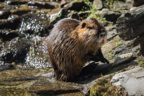 A beaver by the water Stock Photos