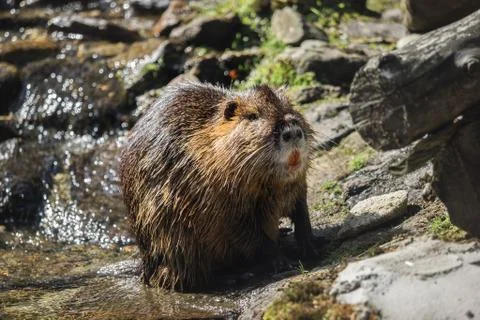 A beaver by the water Stock Photos