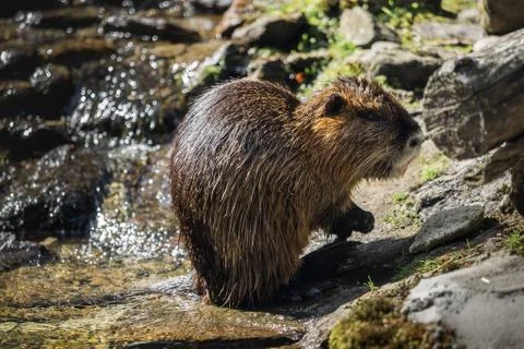 A beaver by the water Stock-Fotos