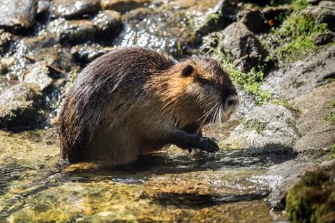 A beaver by the water Stock Photos