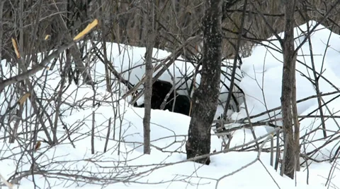 Beaver winter 1 Stock Footage 36054754