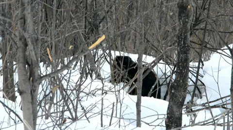 Beaver winter 2 Video stock 36054859