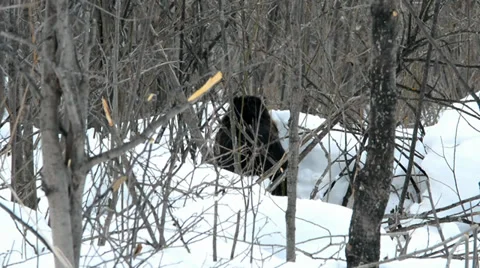 Beaver winter 3 Stock Footage 36054900