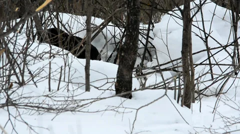 Beaver winter 4 Stock Footage 36055993
