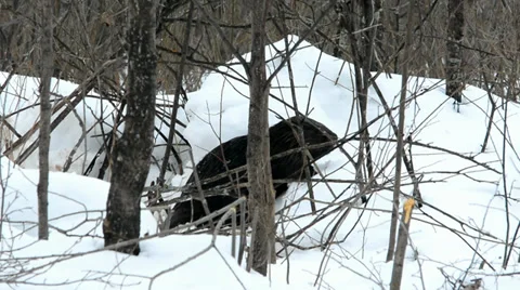 Beaver winter 5 Stock Footage 36056363